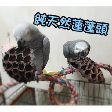 (買5送1) 寵物啃咬玩具 鸚鵡啃咬玩具 天然荷花蓮蓬 蓮花蓮蓬 天然蓮蓬頭 寵物玩具 寵物鼠 蜜袋鼯 啃咬球 自然素材-細節圖5