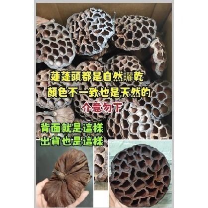 (買5送1) 寵物啃咬玩具 鸚鵡啃咬玩具 天然荷花蓮蓬 蓮花蓮蓬 天然蓮蓬頭 寵物玩具 寵物鼠 蜜袋鼯 啃咬球 自然素材-細節圖6