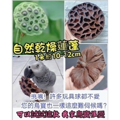 (買5送1) 寵物啃咬玩具 鸚鵡啃咬玩具 天然荷花蓮蓬 蓮花蓮蓬 天然蓮蓬頭 寵物玩具 寵物鼠 蜜袋鼯 啃咬球 自然素材-細節圖7