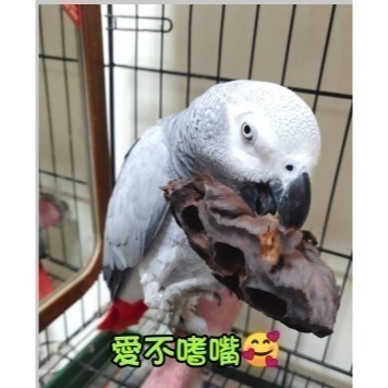 (買5送1) 寵物啃咬玩具 鸚鵡啃咬玩具 天然荷花蓮蓬 蓮花蓮蓬 天然蓮蓬頭 寵物玩具 寵物鼠 蜜袋鼯 啃咬球 自然素材-細節圖4