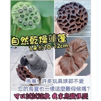 (買5送1) 寵物啃咬玩具 鸚鵡啃咬玩具 天然荷花蓮蓬 蓮花蓮蓬 天然蓮蓬頭 寵物玩具 寵物鼠 蜜袋鼯 啃咬球 自然素材-細節圖7