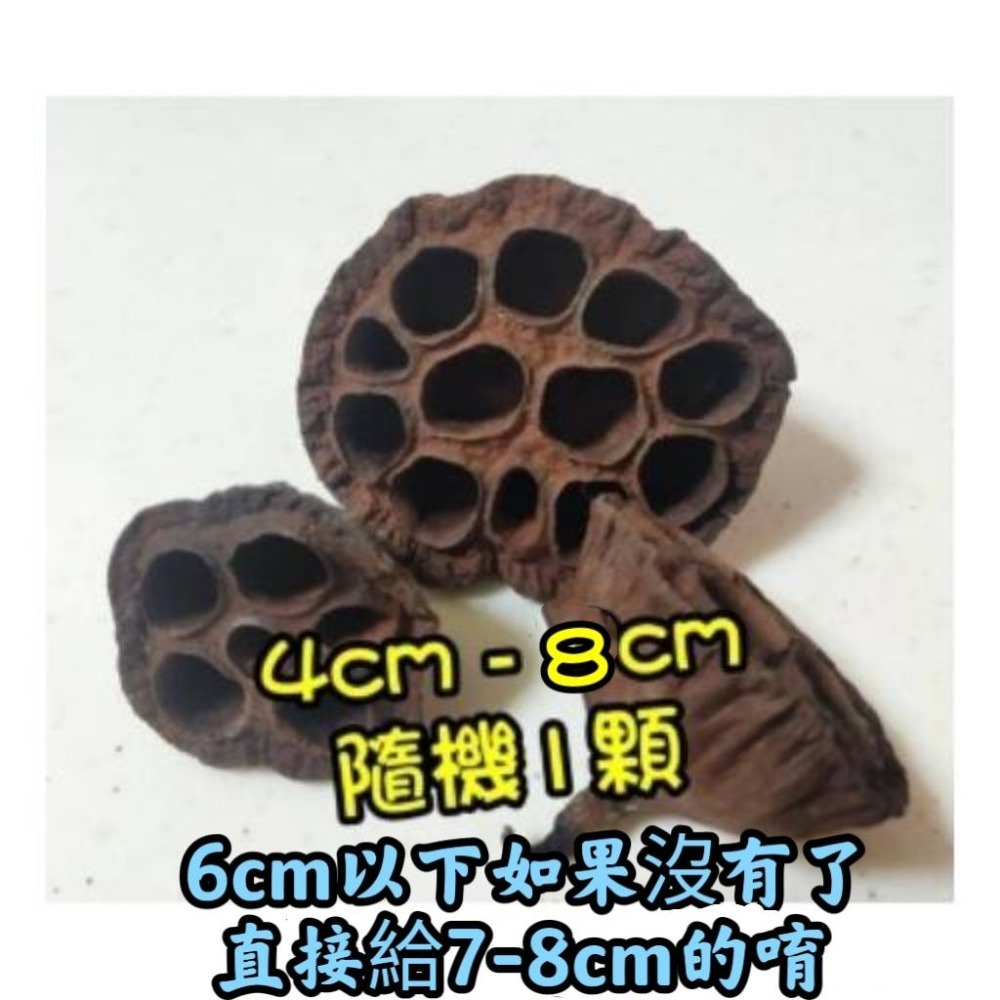 小蓮蓬4-8cm大小隨機1顆