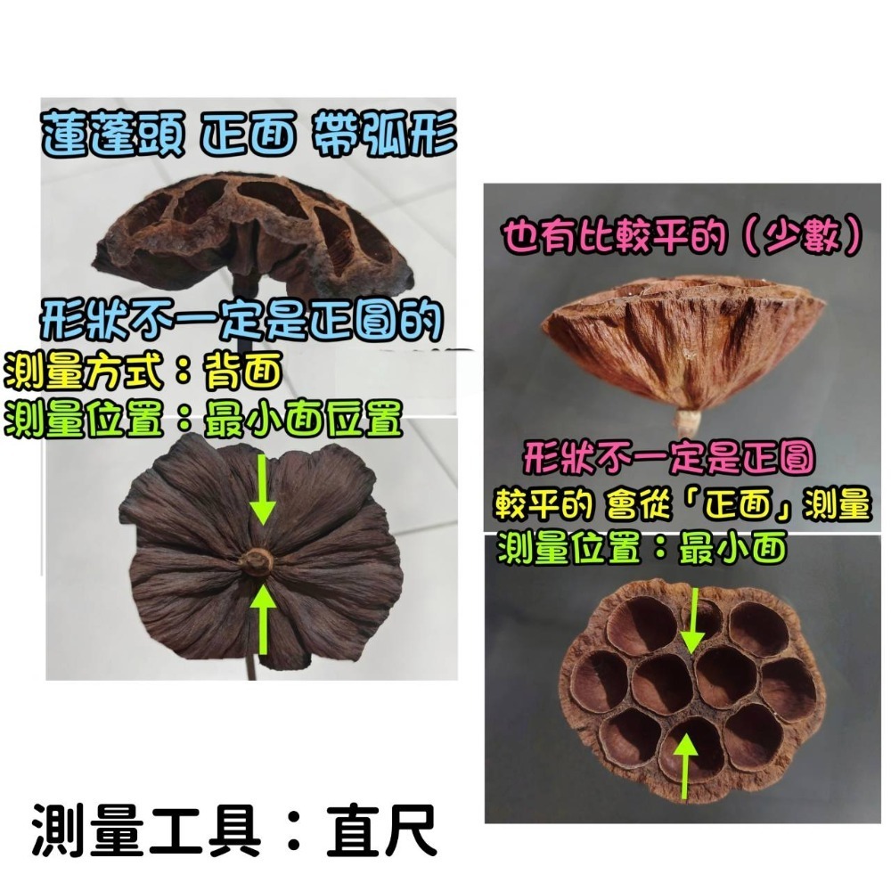 (買5送1) 寵物啃咬玩具 鸚鵡啃咬玩具 天然荷花蓮蓬 蓮花蓮蓬 天然蓮蓬頭 寵物玩具 寵物鼠 蜜袋鼯 啃咬球 自然素材-規格圖9