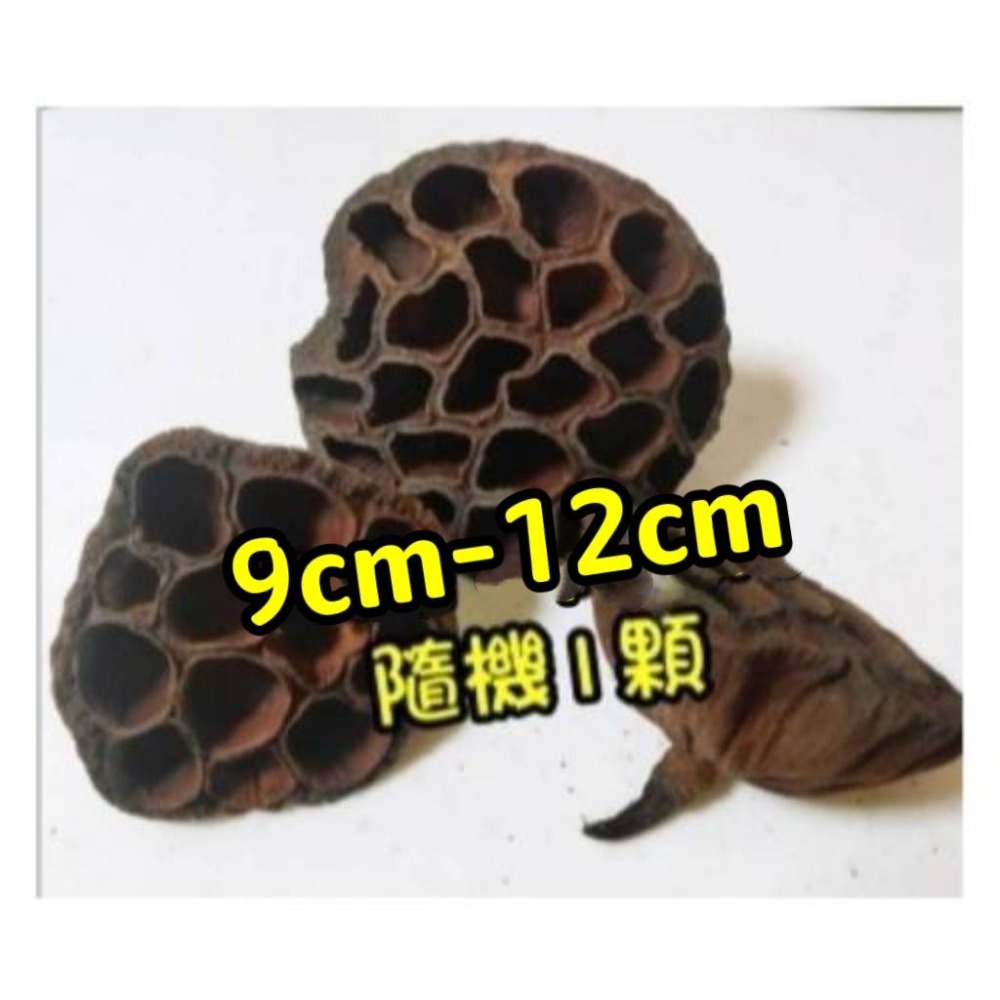(買5送1) 寵物啃咬玩具 鸚鵡啃咬玩具 天然荷花蓮蓬 蓮花蓮蓬 天然蓮蓬頭 寵物玩具 寵物鼠 蜜袋鼯 啃咬球 自然素材-規格圖9