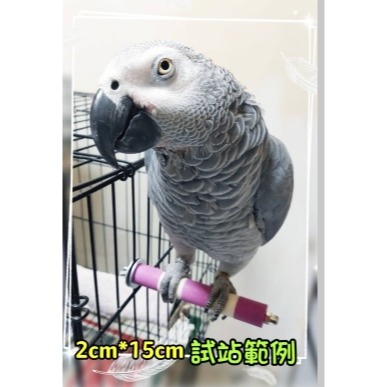 可拆洗鸚鵡站棍 磨砂站棒 鸚鵡棲木 鸚鵡磨爪棒 籠內籠外都可以鎖 站架 站棍 磨砂棒 鳥站棍 鸚鵡鳥站棒-細節圖2
