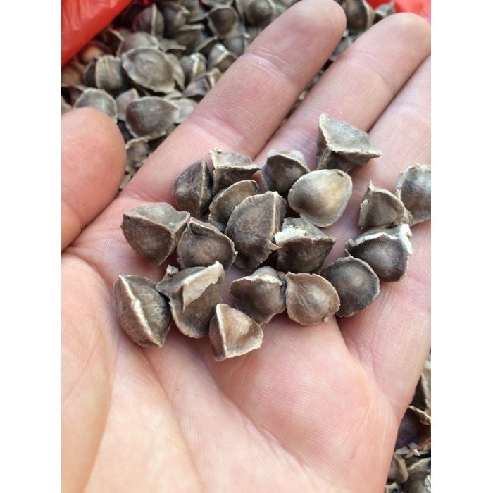 現貨速發 50克裝 精選野生辣木籽 食用 每份約200顆 辣木子-細節圖2