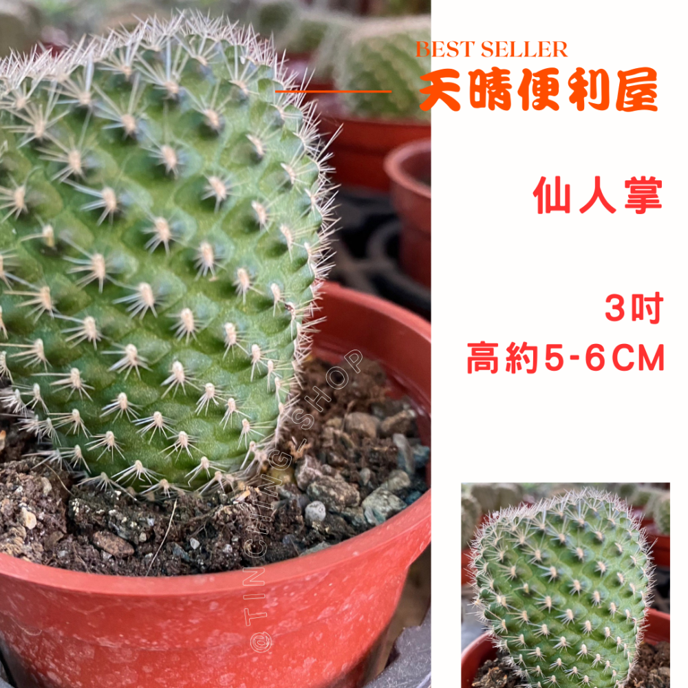 【天晴便利屋】仙人掌  3吋 高約5-6cm-細節圖2