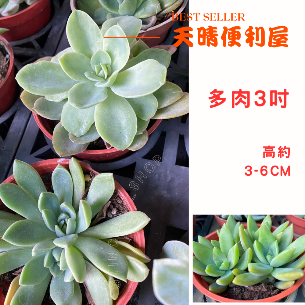 【天晴便利屋】多肉植物 3吋 高約5-6cm 小植栽 居家擺放