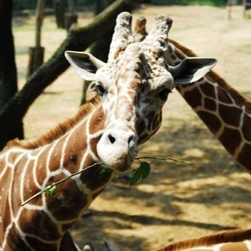 開發票 新竹 關西 六福村 主題樂園 野生動物園 水樂園 樂園 門票 陸票 成人票 不限身份 不限平假日可用-細節圖5