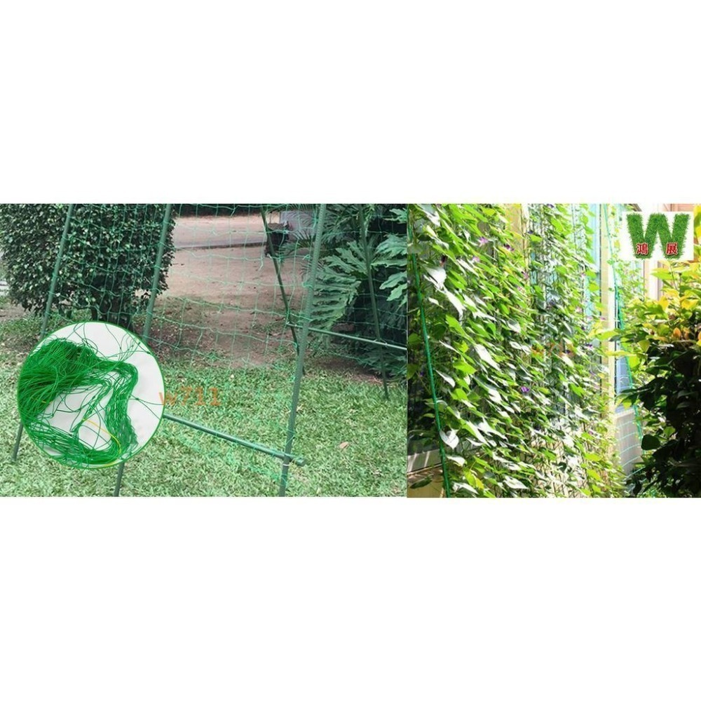 爬藤網 園藝網 苦瓜網 攀爬網 番茄網 百香果網 絲瓜網 攀藤網 植物爬藤網 園藝網 搭架網 栽培網<現貨+發票>-細節圖5