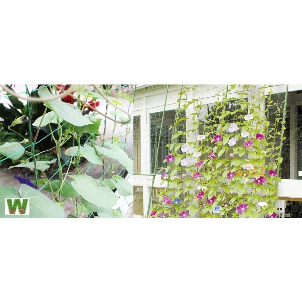 爬藤網 園藝網 苦瓜網 攀爬網 番茄網 百香果網 絲瓜網 攀藤網 植物爬藤網 園藝網 搭架網 栽培網 棚架網 W711-細節圖4