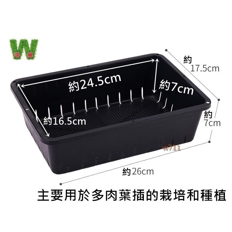 育苗盤 多肉 多肉專用盆  多肉植物 阡插 育苗盤 排水 透氣 <現貨+發票>w711鴻展-細節圖2