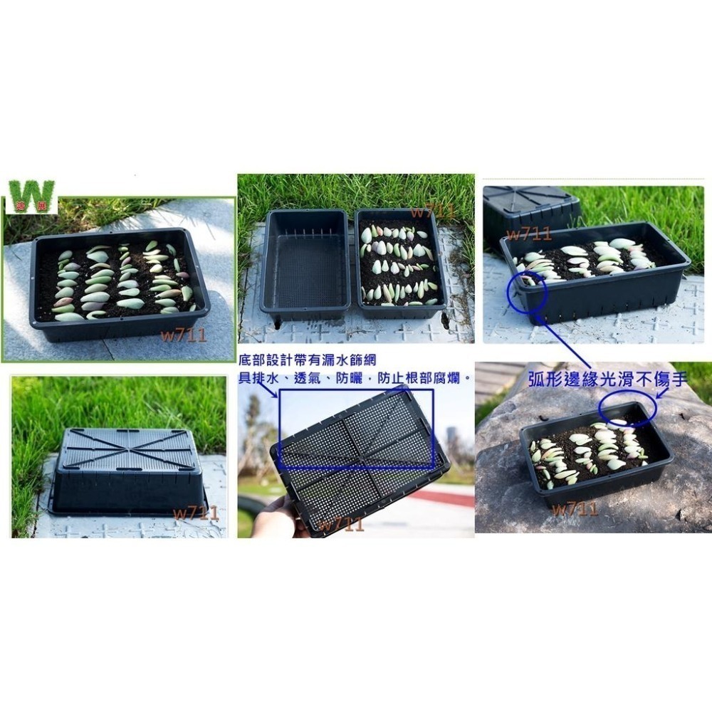 育苗盤 多肉 多肉專用盆  多肉植物 阡插 育苗盤 排水 透氣 <現貨+發票>w711鴻展-細節圖4