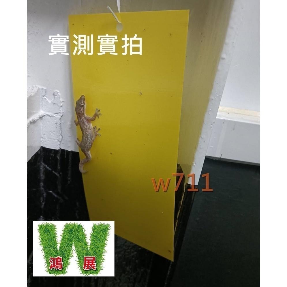 w711鴻展 黃色雙面 誘蟲 黏蟲板 黏蠅紙 黏蠅版 黏蟲板 除蟲 蒼蠅 果蠅 壁虎 果園 黏蟲紙 溫室 園藝-細節圖5