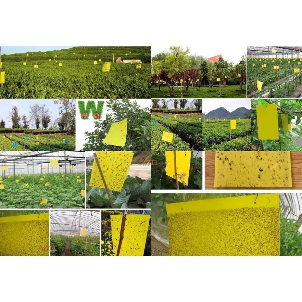 w711鴻展 黃色雙面 誘蟲 黏蟲板 黏蠅紙 黏蠅版 黏蟲板 除蟲 蒼蠅 果蠅 壁虎 果園 黏蟲紙 溫室 園藝-細節圖6