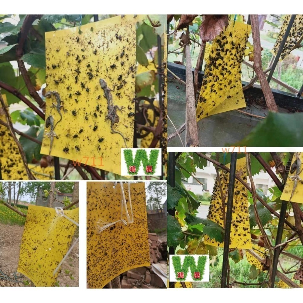 w711鴻展 黃色雙面 誘蟲 黏蟲板 黏蠅紙 黏蠅版 黏蟲板 除蟲 蒼蠅 果蠅 壁虎 果園 黏蟲紙 溫室 園藝-細節圖7