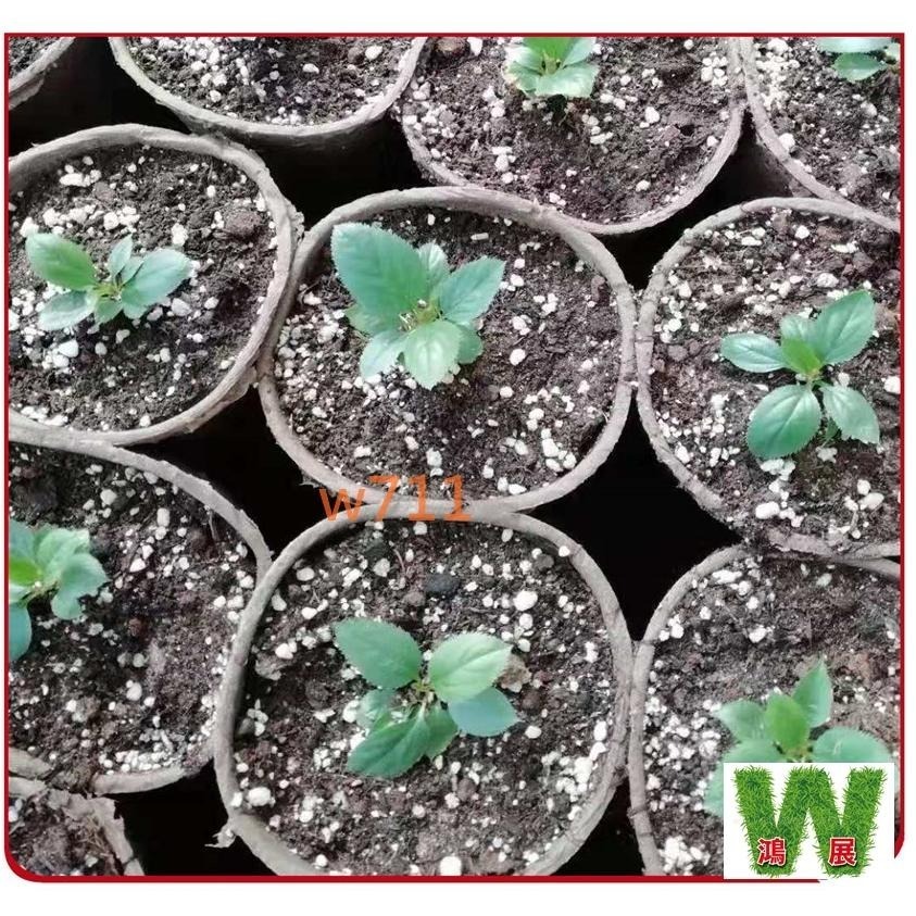 苗盤 育苗 育苗杯 紙漿 環保 環保可降解 穴杯 育苗神器 蔬菜育苗 多肉育苗 花盤 育苗盆 育苗盒 園藝工具 w711-細節圖4