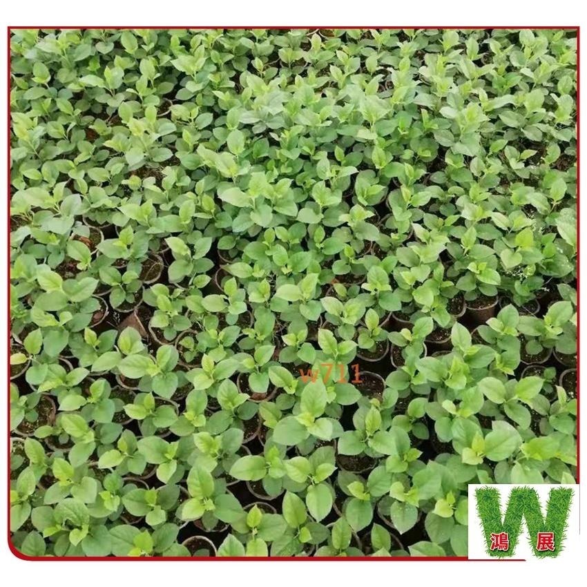 苗盤 育苗 育苗杯 紙漿 環保 環保可降解 穴杯 育苗神器 蔬菜育苗 多肉育苗 花盤 育苗盆 育苗盒 園藝工具 w711-細節圖5