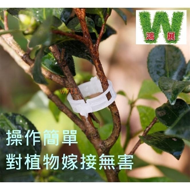 植物夾 番茄環扣植物藤夾 植物固定夾 綁蔓夾 蔓夾 園藝夾 藤蔓固定夾 枝條夾 -50入〈現貨+發票〉w711鴻展-細節圖4