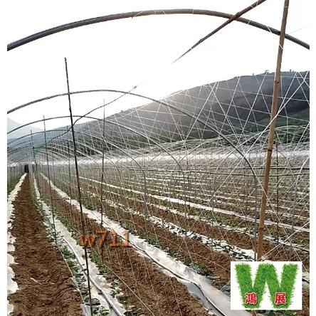 絲瓜網 蕃茄網 大同網 (30股) 農用 芹菜支撐網  植物爬藤網 小黃瓜 洋香瓜 百香果 山藥 豆角-細節圖6