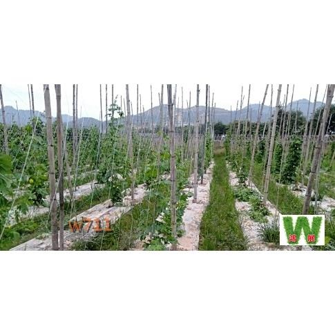 w711鴻展 芹菜網 (18股)  絲瓜網 蕃茄網 大同網 植物 爬藤網 小黃瓜 洋香瓜 百香果 山藥 豆角-細節圖6