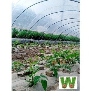 w711鴻展 芹菜網 (18股)  絲瓜網 蕃茄網 大同網 植物 爬藤網 小黃瓜 洋香瓜 百香果 山藥 豆角-細節圖7