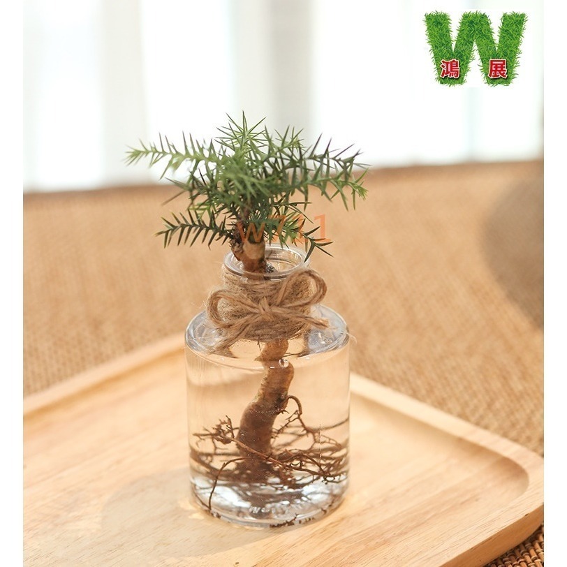 W711鴻展 發票 北歐風 仿玻璃透明度 透明 多款北歐風 水培 花盆 花瓶 種植 植物-細節圖5