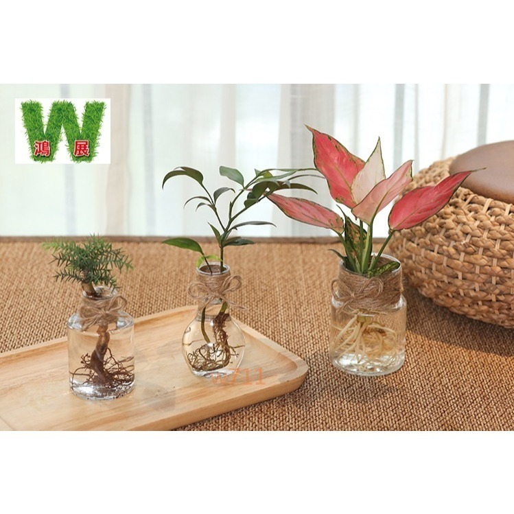 W711鴻展 發票 北歐風 仿玻璃透明度 透明 多款北歐風 水培 花盆 花瓶 種植 植物-細節圖7