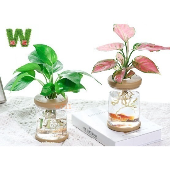 北歐風 仿玻璃透明度 透明 多款北歐風 水培 花盆 花瓶 種植 植物 w711鴻展 發票-細節圖6