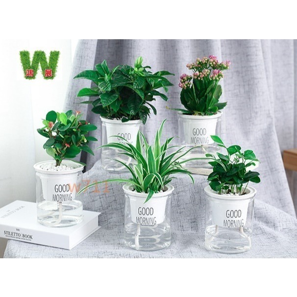 土培 水培 自動吸水 直筒透明款 透明款 圓型 花盆 花瓶 北歐風 仿玻璃透明度 綠植 種植 植物 W711鴻展-細節圖5