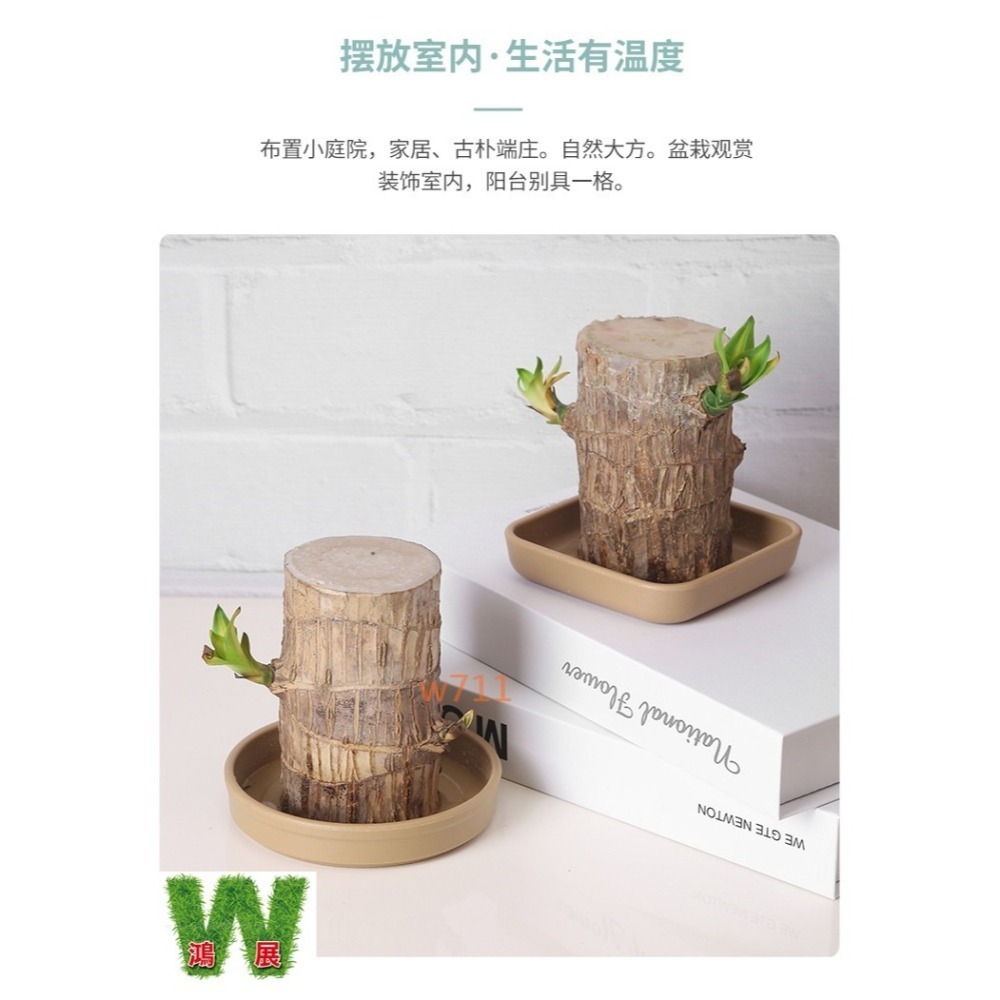 巴西木托盤 托盤 花盆 花器 蓄水器皿 仿陶瓷色 碗蓮水培容器 花瓶 種植 植物 W711鴻展-細節圖5
