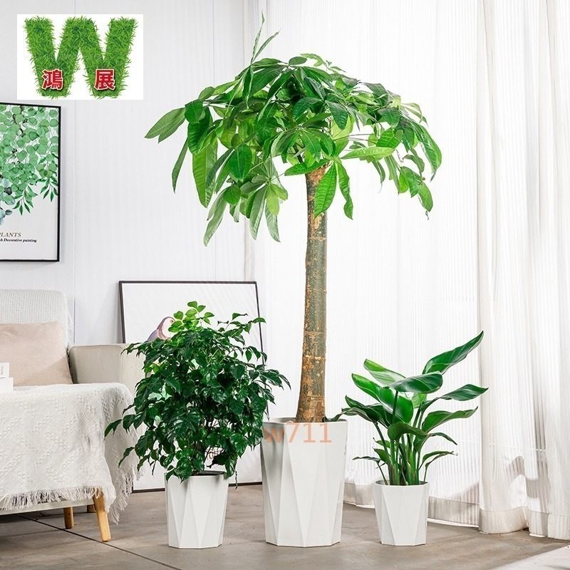 土培 自動吸水 北歐風 八方 來財款 透明 竪紋 獎杯款 花盆 透明款 圓型 花盆 花瓶 北歐風 仿玻璃透明度 綠植 種-細節圖2