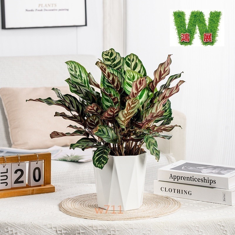 土培 自動吸水 北歐風 八方 來財款 透明 竪紋 獎杯款 花盆 透明款 圓型 花盆 花瓶 北歐風 仿玻璃透明度 綠植 種-細節圖4