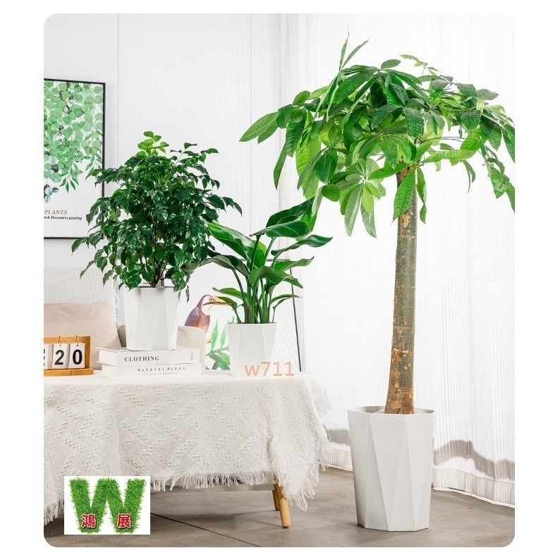 土培 自動吸水 北歐風 八方 來財款 透明 竪紋 獎杯款 花盆 透明款 圓型 花盆 花瓶 北歐風 仿玻璃透明度 綠植 種-細節圖6