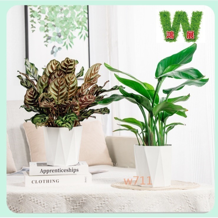 土培 自動吸水 北歐風 八方 來財款 透明 竪紋 獎杯款 花盆 透明款 圓型 花盆 花瓶 北歐風 仿玻璃透明度 綠植 種-細節圖7