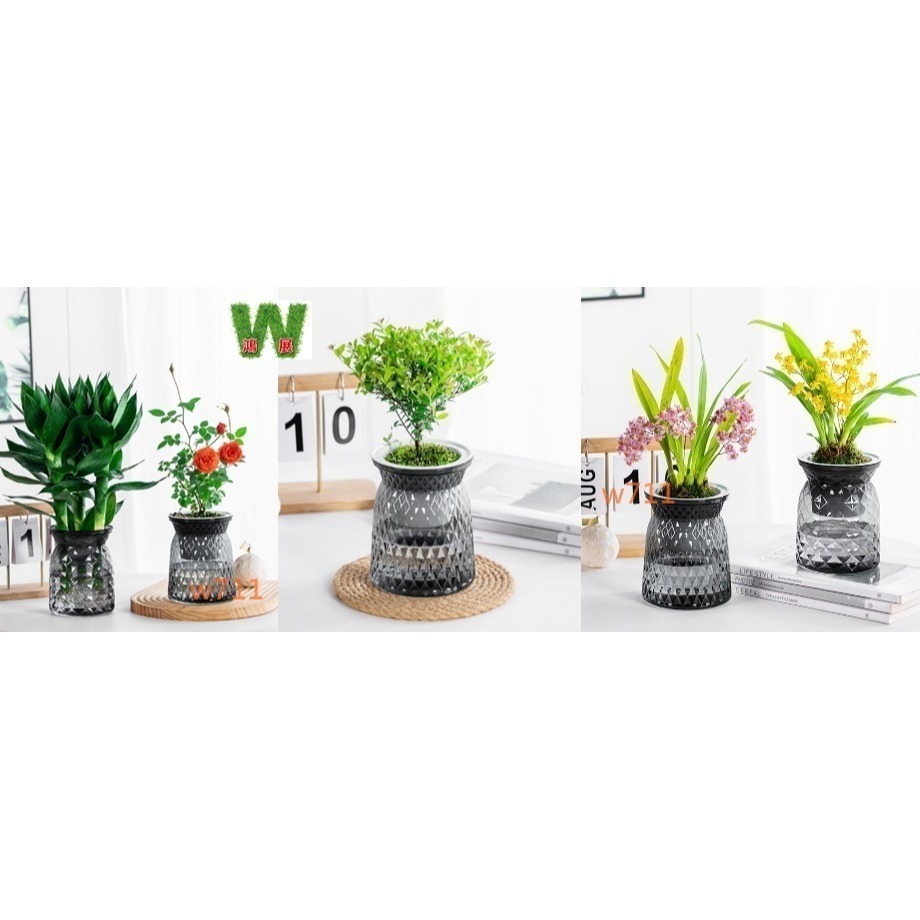 w711鴻展 土培 水培 自動吸水 直筒繁星款 透明款 圓型 花盆 花瓶 北歐風 仿玻璃透明度 綠植 種植 植物-細節圖6