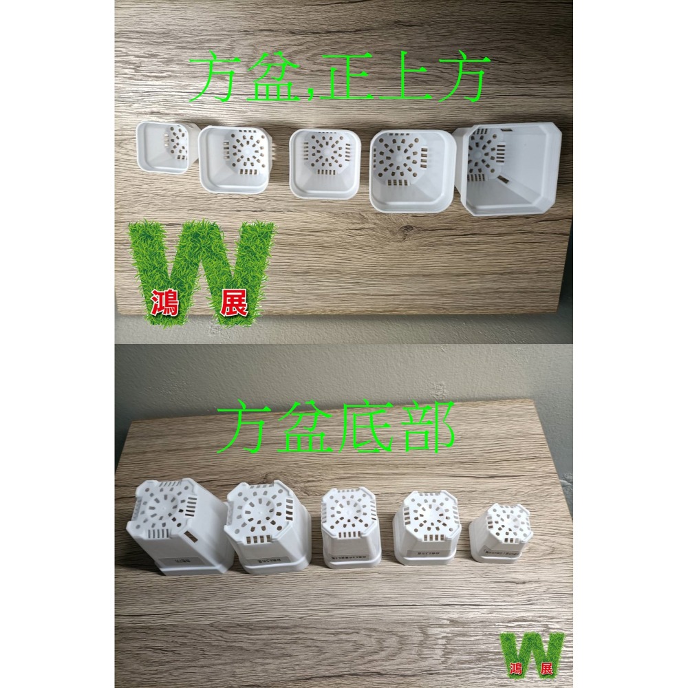 w711鴻展 多肉 方盆 育苗 多種尺寸 小盆景 多肉育苗 種植 塑膠花盆 多肉種植 黑方盆 白方盆 托盤 托架 方盆架-細節圖2