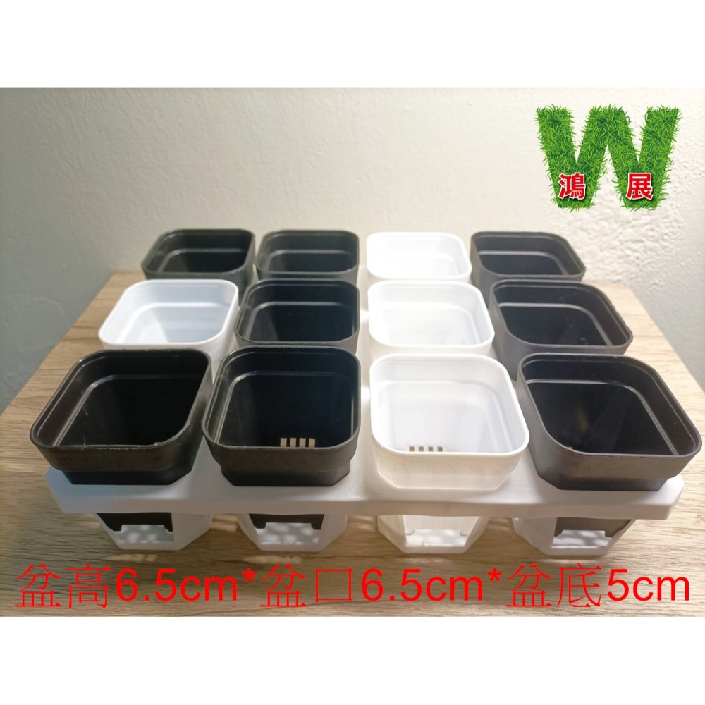 w711鴻展 多肉 方盆 育苗 多種尺寸 小盆景 多肉育苗 種植 塑膠花盆 多肉種植 黑方盆 白方盆 托盤 托架 方盆架-細節圖4