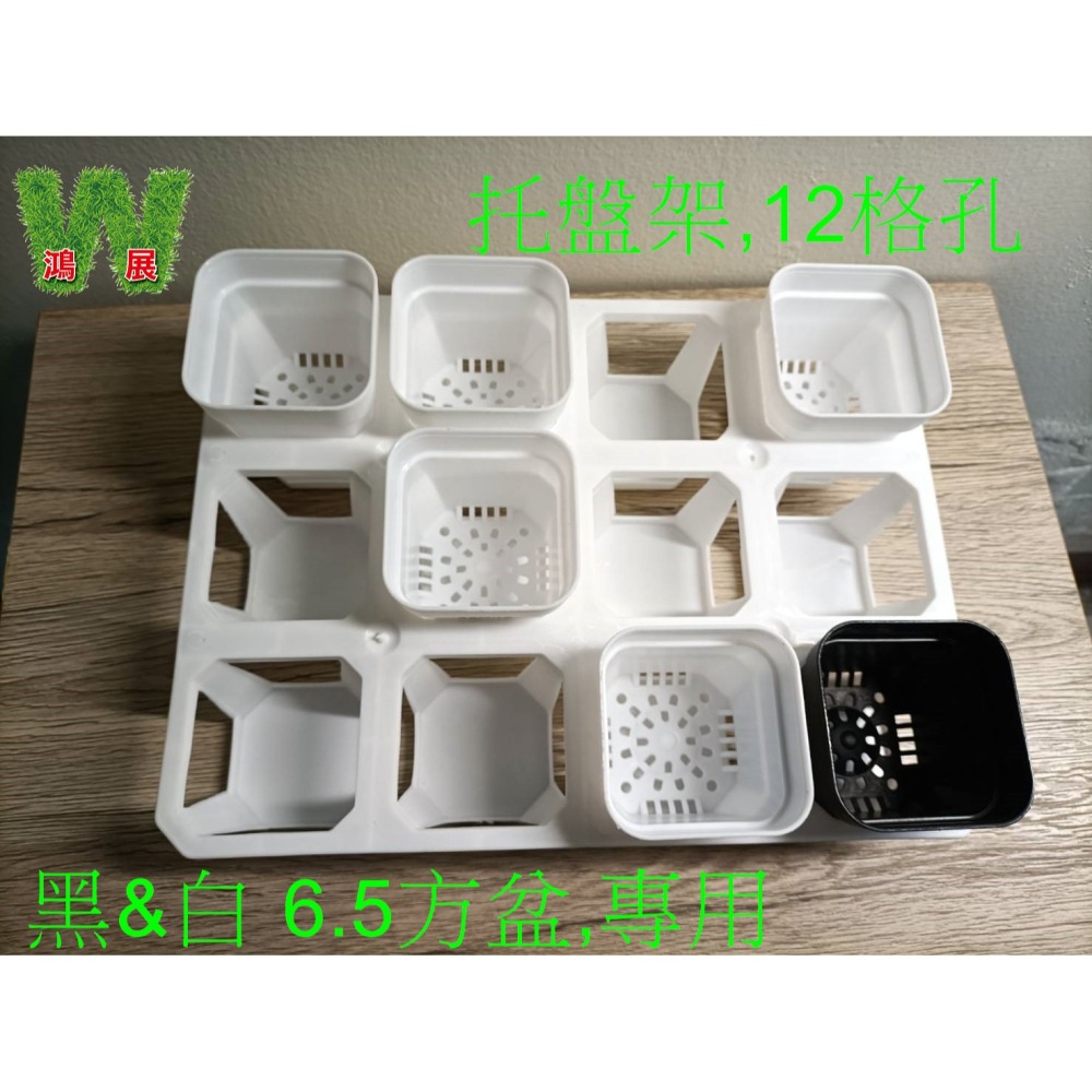 w711鴻展 多肉 方盆 育苗 多種尺寸 小盆景 多肉育苗 種植 塑膠花盆 多肉種植 黑方盆 白方盆 托盤 托架 方盆架-細節圖7
