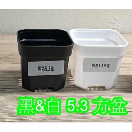 小盆栽-黑色5.3方盆