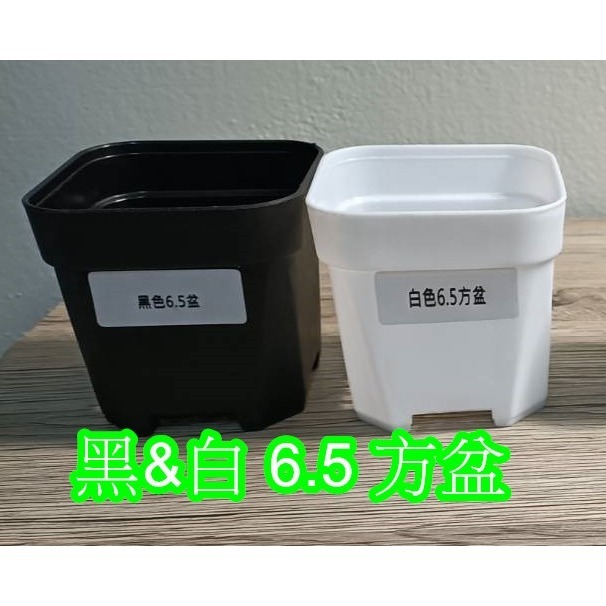 w711鴻展 多肉 方盆 育苗 多種尺寸 小盆景 多肉育苗 種植 塑膠花盆 多肉種植 黑方盆 白方盆 托盤 托架 方盆架-規格圖8