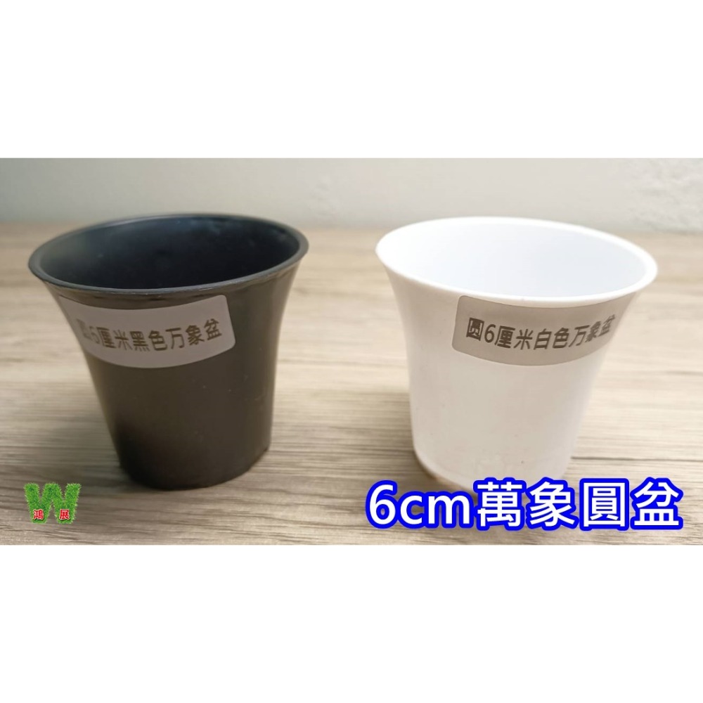 w711鴻展 多肉 圓盆 育苗 多種尺寸 小盆景 多肉育苗 種植 塑膠花盆 多肉種植 黑圓盆 白圓盆 托盤 托架 圓盆架-規格圖7