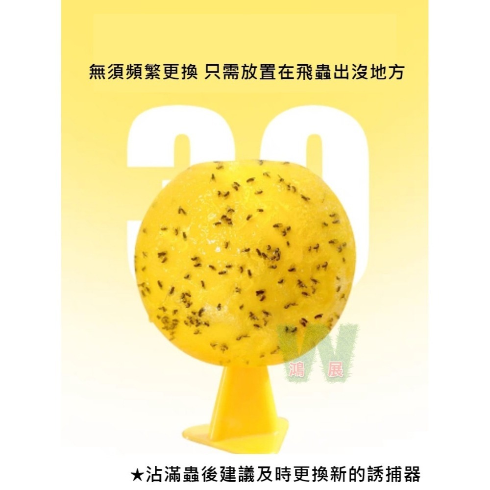 物理捕蠅 小果蠅 黏蠅球 果實蠅 飛蟲 百香果 殺果蠅 果蠅剋星 果蠅誘捕器 高黏性黏蟲球 果蠅黏蟲球 黏蟲板 小黑飛黏-細節圖2