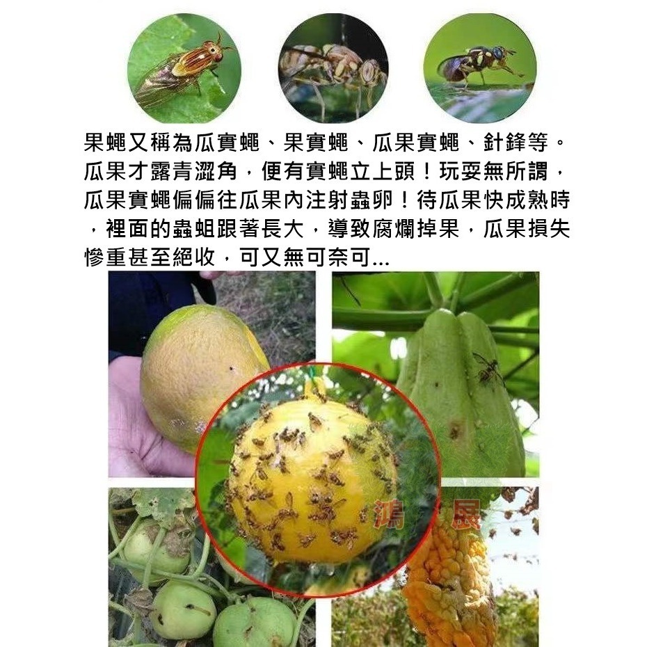 物理捕蠅 小果蠅 黏蠅球 果實蠅 飛蟲 百香果 殺果蠅 果蠅剋星 果蠅誘捕器 高黏性黏蟲球 果蠅黏蟲球 黏蟲板 小黑飛黏-細節圖4