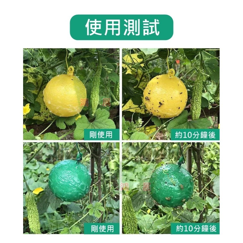 物理捕蠅 小果蠅 黏蠅球 果實蠅 飛蟲 百香果 殺果蠅 果蠅剋星 果蠅誘捕器 高黏性黏蟲球 果蠅黏蟲球 黏蟲板 小黑飛黏-細節圖6