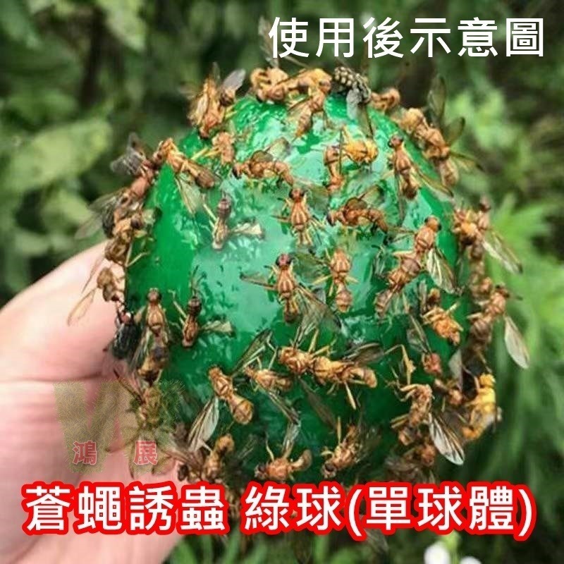 物理捕蠅 小果蠅 黏蠅球 果實蠅 飛蟲 百香果 殺果蠅 果蠅剋星 果蠅誘捕器 高黏性黏蟲球 果蠅黏蟲球 黏蟲板 小黑飛黏-規格圖9