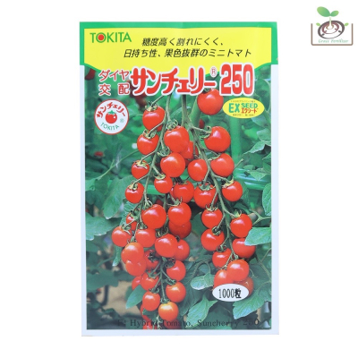 【禾康肥料】日本櫻桃番茄250(サンチェリ-250)種子 可超取