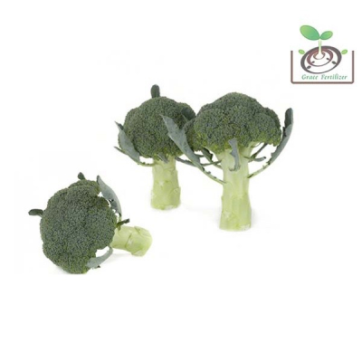 【禾康肥料】荷蘭綠青花菜(依薩貝爾)種子 可超取