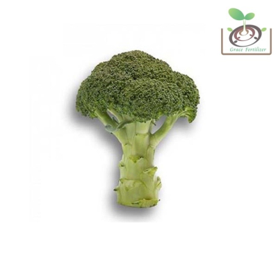 【禾康肥料】荷蘭綠青花菜(太后)種子 可超取