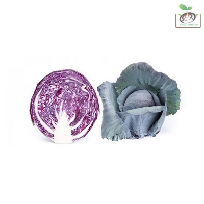 【禾康肥料】荷蘭紫紅高麗菜(羅迪瑪紅甘藍)種子 可超取